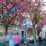 rheinland-exklusiv-kirschbluete-bonner-altstadt
